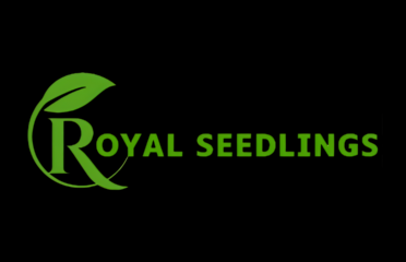 Royal Seedlings – Premium Grafted Seedlings & Farmer Support in Murang’a